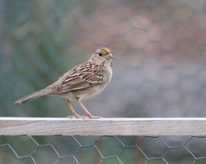 Golden-crowned Sparrow perched on a Fence