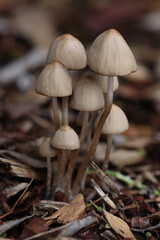 Cluster of Mushrooms on the Forest Floor