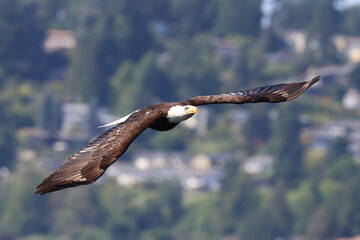 Bald Eagle, Flying
