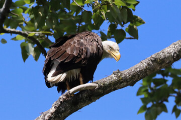 Bald Eagle Perched on a Tree Branch, Hunched Over and Looking Back