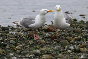 Fototapeta premium Two Gulls on the Beach