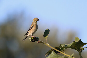 Goldfinch, Looking Into the Distance, Profile