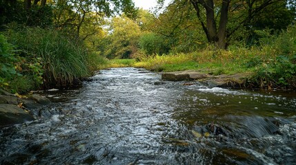 Obraz premium Serene forest stream with rippling water and lush green vegetation