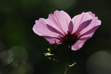 Pink Cosmos Flower in Sunlight, Dark Background