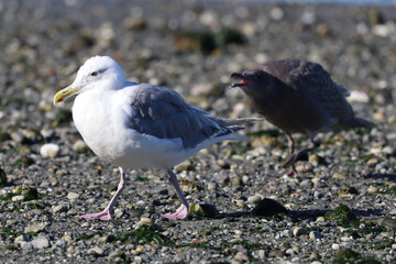 Young Gull With Parent