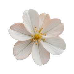 Fototapeta premium Jasmine Flower on White Background – Clipping Path and Thailand's Mother's Day Symbol.