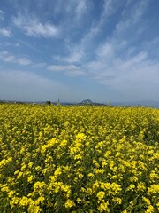 Fototapeta premium 유채꽃밭