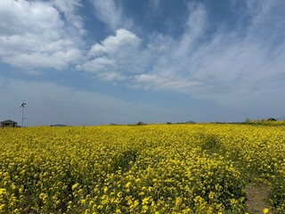 Obraz premium 유채꽃밭