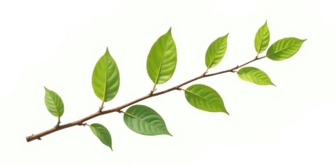 Fototapeta premium A small, delicate branch isolated on a white background, forest, botanical, foliage