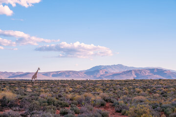 Giraffe Walking Across Karoo Desert Landscape on a South African Game Drive
