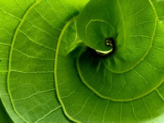 a close-up of a spiraling green leaf
