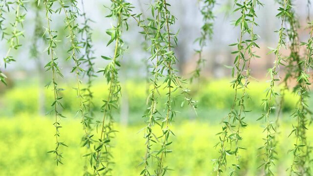 Spring willow branches in the wind