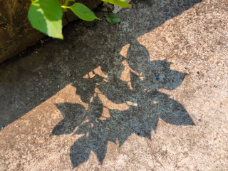 Abstract shadows of leaves on a textured concrete surface lit by the sun.