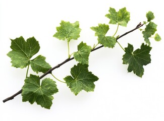 Grapevine Branch with Green Leaves Isolated on White Background Studio Shot