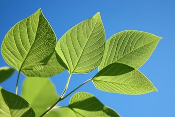 Fototapeta premium Bright Green Leaves Against Blue Sky Showing Spring Growth and Detail