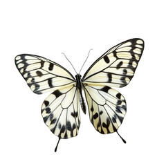 Black and white butterfly wings nature insect macro photography wildlife detail