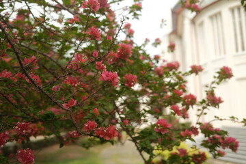 Red Bougainvillea spectabilis (great bougainvillea) flowers with a blurred background. Nature background.