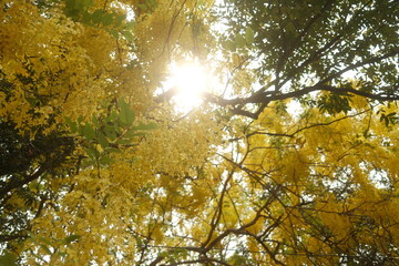 Cassia fistula. National flower of Thailand. (Golden Shower Tree)