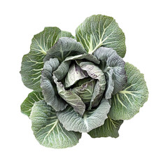 Obraz premium Savoy Cabbage Detailed Closeup Vibrant Green Hues