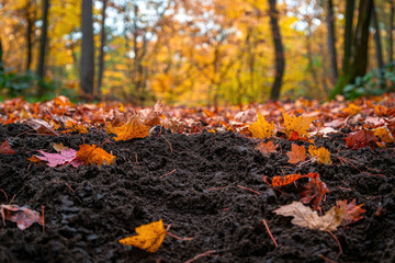 Obraz premium Autumn leaves fallen on dark soil in a forest setting, showcasing the beauty of nature's seasonal change.