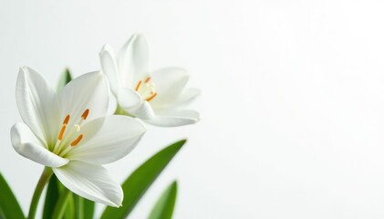 Close-up shot of pristine white flowers against stark white backdrop, beauty, purity, bright