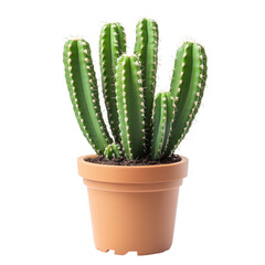 Green Cactus in Terracotta Pot Home Decor Plant Succulent