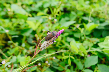 Leptocorisa oratorius