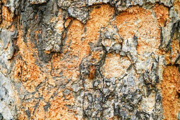 Obraz premium Bark from a large tree for background.