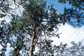 A view of tall trees reaching towards the sky, with green foliage contrasting against a bright blue and cloudy backdrop.