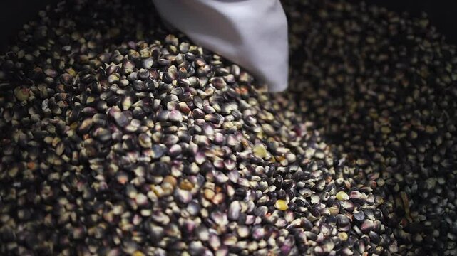 Narrow focus close-up: Hand reaches into bin of blue corn kernels