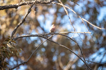 Mourning Dove (Zenaida macroura) nestled on tree branch amid autumn leaves and warm light