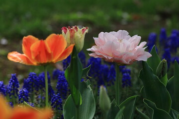 色とりどりに咲き誇る赤白黄色