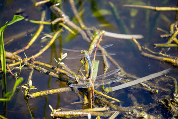 Common Gallinule (Gallinula galeata) hides among dense branches in wet marsh water