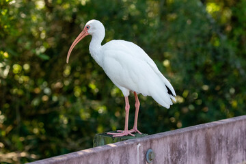 White Ibis (Eudocimus albus) perches on wood railing with foot tucked and feathers fluffed