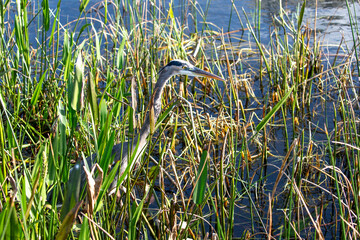 Great Blue Heron stalks prey in tall reedy marsh with body half hidden by plants
