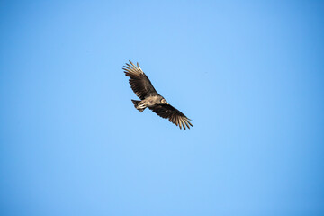 Black Vulture soars overhead with wings fully spread against vibrant blue sky