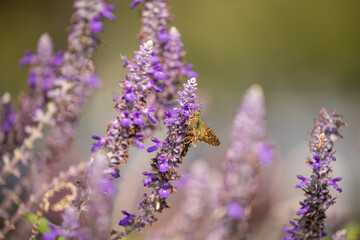 Obraz premium American Painted Lady (Vanessa virginiensis) butterfly rests on vivid lavender salvia bloom with golden light and blurred garden background