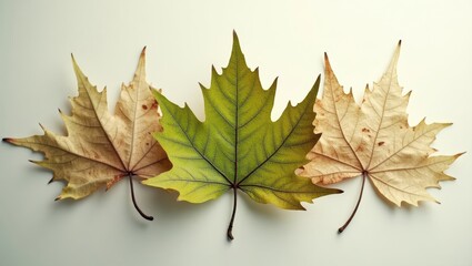Fototapeta premium Three Autumn Leaves Golden Green and Brown Dried Maple Foliage on White Background