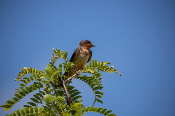 House Sparrow faces left while perched on green branch against open sky