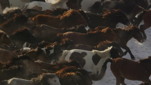 A close-up of Mongolian horses galloping across snowy plains in Inner Mongolia, stirring up dust and snow in a powerful winter scene.