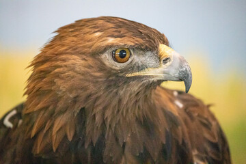 Golden Eagle close-up showing sharp beak, amber eyes, and rich feather detail