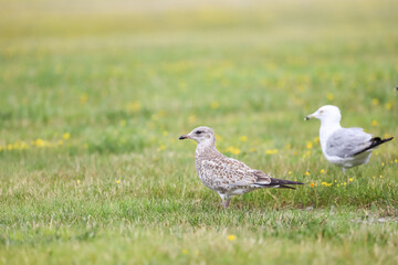Three Ring-billed Gulls rest on grassy lawn with distant water beyond