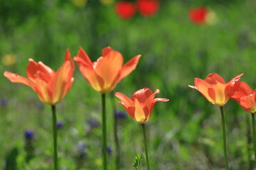 色とりどりに咲き誇る赤白黄色