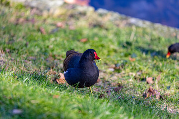 Common moorhen walking near to the water