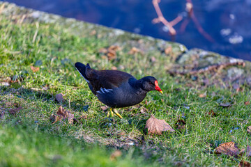Common moorhen walking near to the water