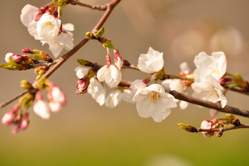 桜の季節