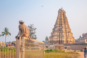 monkey langur at amazing temple complex at Hampi, world famous unesco site, ancient stone walls and mysterious gateways in Karnataka, India