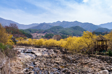 Valley landscape with lush cornelian cherry trees with yellow flowers in spring in March (Gurye-gun, Korea)