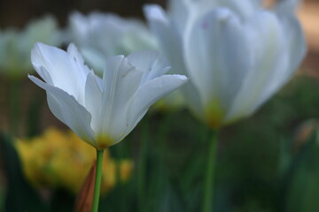 Fototapeta premium 色とりどりに咲き誇る赤白黄色