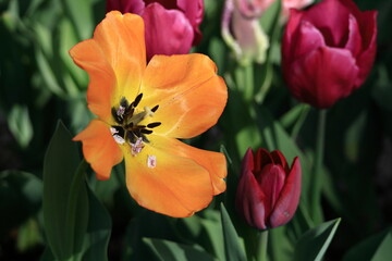 色とりどりに咲き誇る赤白黄色